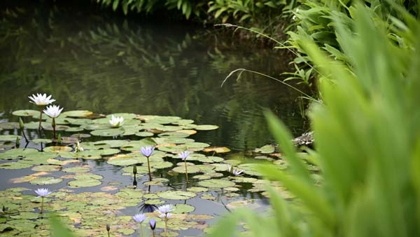 természetes kerti tó