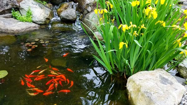 természetes kerti tó